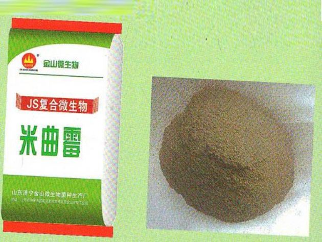 點擊查看詳細信息<br>標題:米曲霉 閱讀次數(shù):2368